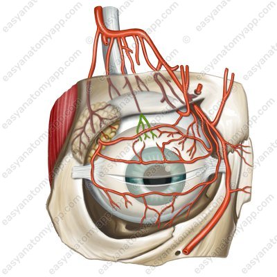 Episcleral arteries (arteriae episclerales)